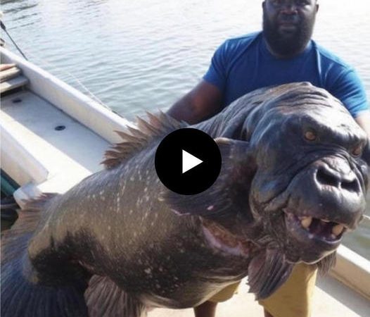 Unusual Catch: Small Town’s Shocking Discovery of a Fish with a Strange Face