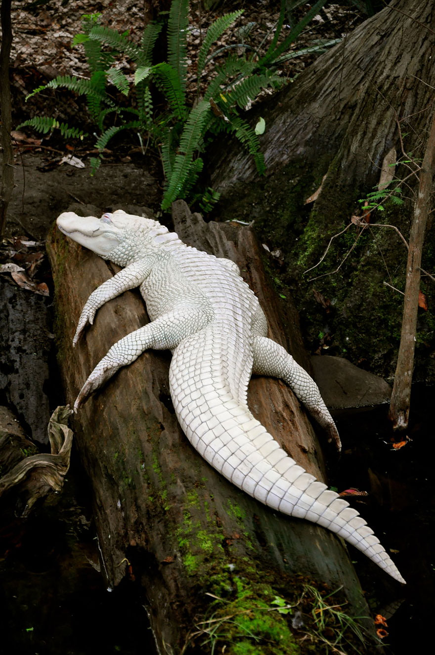 Albino Animals That Don’t Need Color To Look Cool – Breaking International