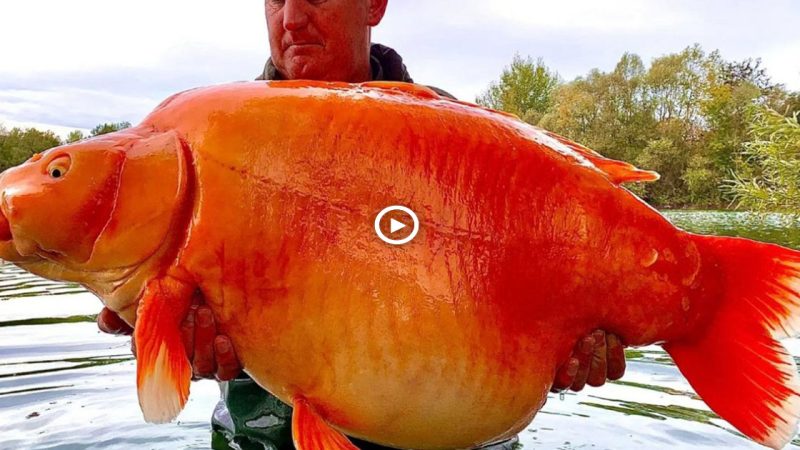 With your bare hands, catch a mutant “gold” fish weighing up to 100 punds (Video)