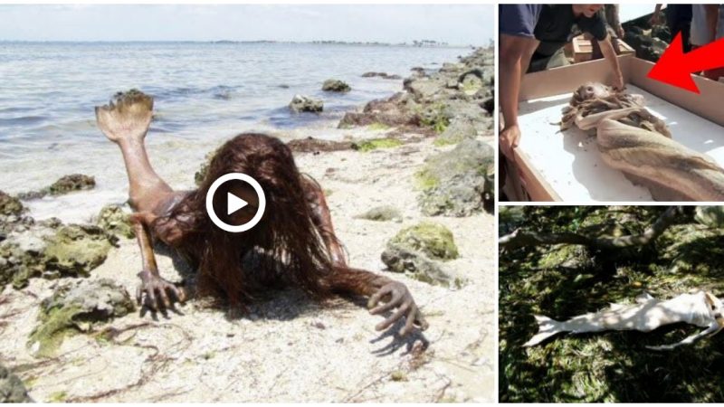 By netizens, a close-up video of a mythical mermaid swimming off the coast of China has gone viral.