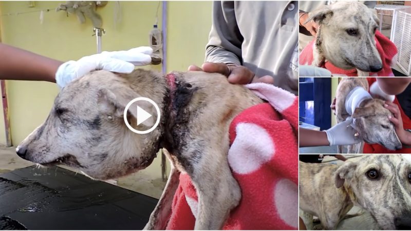 Poor Stray Dog found With A Huge Head, When They Took A Closer Look At Her Neck