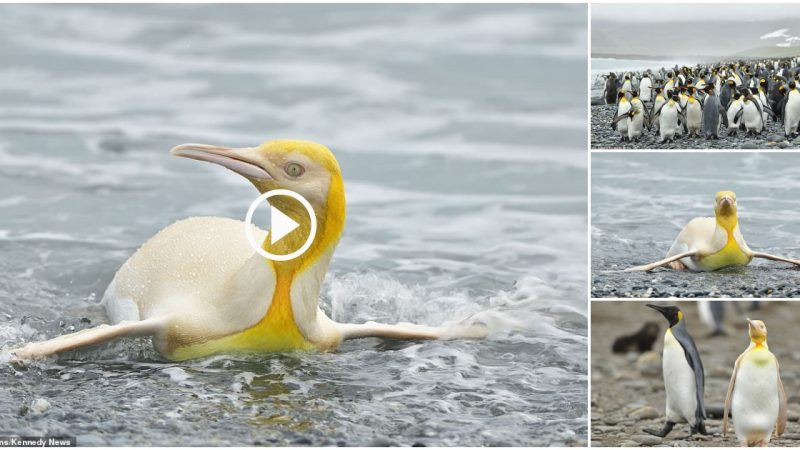 Rare Yellow Penguin That Looks Like It’s Plated With Gold is Seen for The First Time