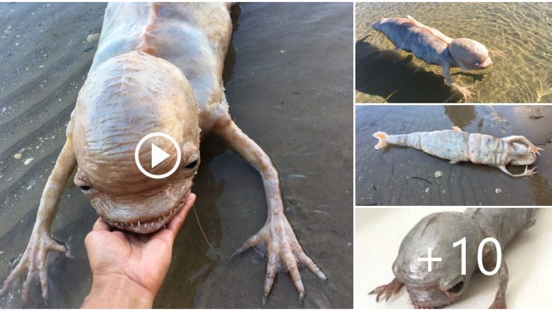 An unidentified big-headed monster with a fish-like body washed up on the coast of Thailand.