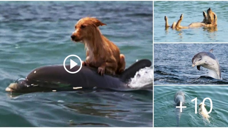 Rare sight of dolphin saving drowning dog