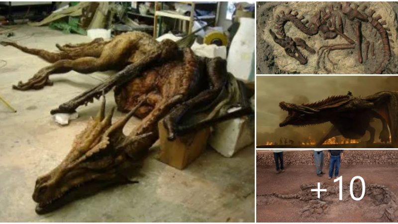 An interesting ‘dragon’ fossil uneаrtһed makes archaeologists unable to believe their eyes