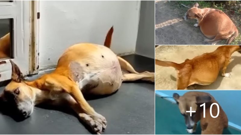 A dog with a belly weighing more than 10 pounds was abandoned on the road, asking for help from passersby