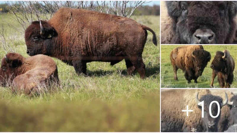 THE TALE OF THE BUFFALO BROTHERS..