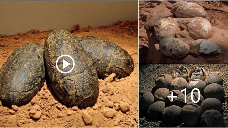 Incredible Fossil Find: Dinosaur Eggs with Embryos Preserved for 70 Million Years