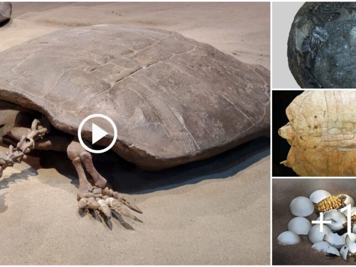 Hell’s Shells: 90 Million-Year-Old Egg from Turtle Bigger Than Humans