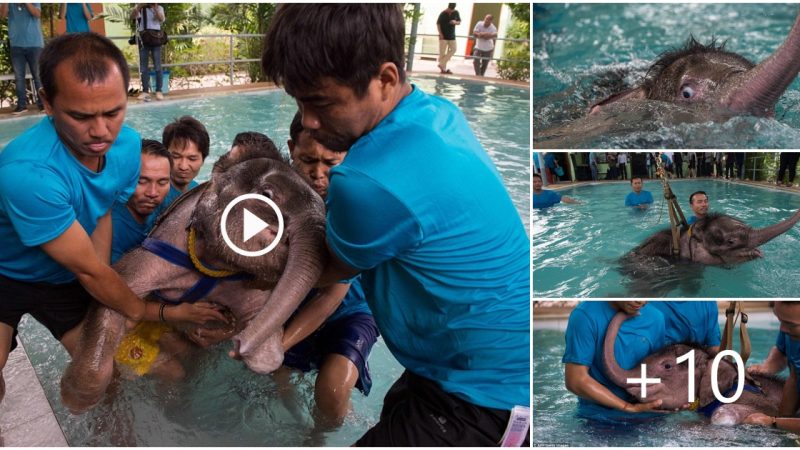 So cute! A 5-month-old elephant was startled when he took a dip in the pool to treat a leg injury after being caught in a trap