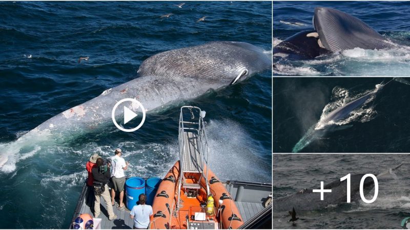 Video accidentally caught orcas attacking a spear whale off the coast of Russia’s Kamchatka Peninsula