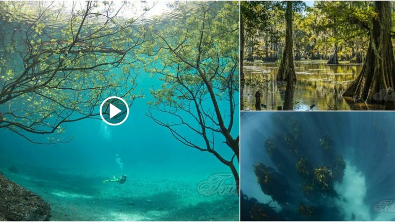 The World’s Most Amazing Submerged and Underwater Forests
