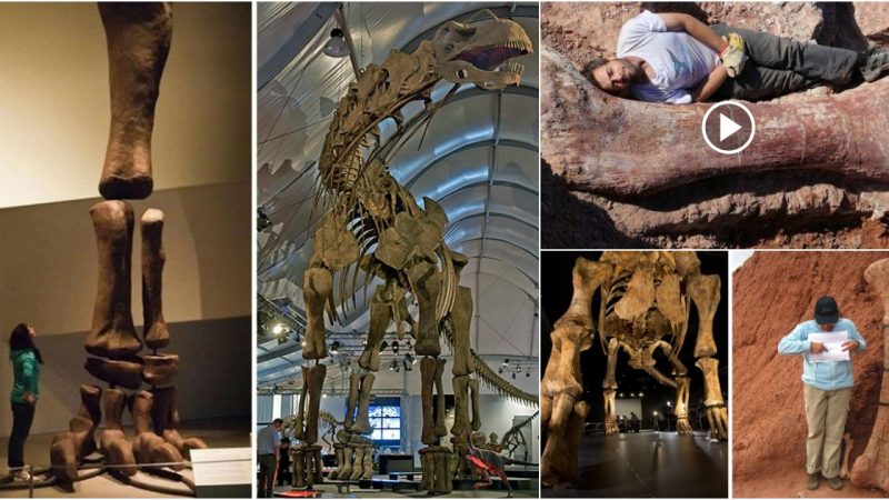 Argentinian scientists were surprised to discover the skeleton of a 77-ton creature with a 37-foot-long neck.