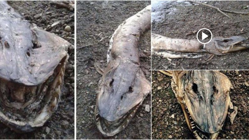 Mysterious’monster’ washed ashore on Manchester beach might be an ancient marine species or a new Loch Ness Monster.