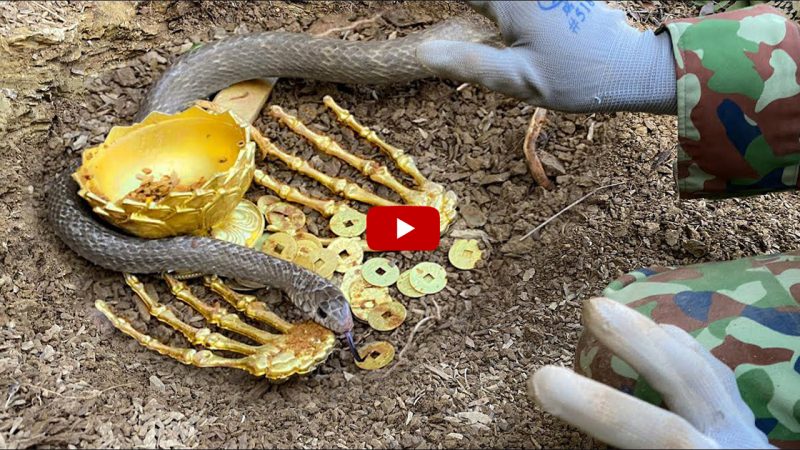 Discovering an Ancient Golden Hand and a Dangerous Viper (Video)