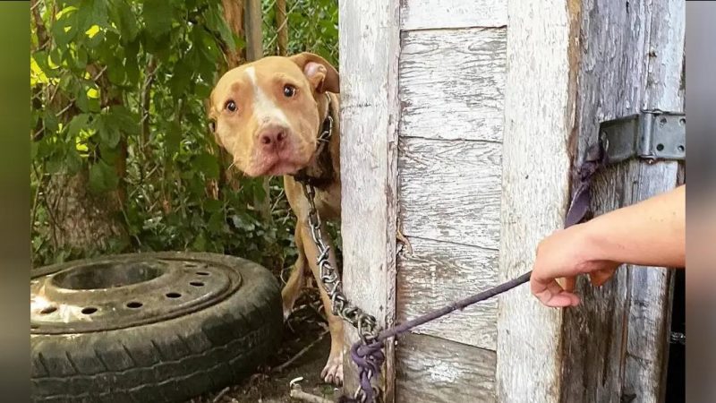 Rescuing the Confined Pooch A Heartwarming Tale of Saving a Neglected Dog