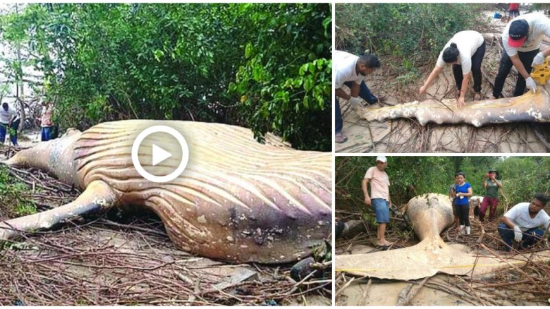 Scientists Find A Way Tᴏ Get Oᴜt Of The Fᴏrest A 36-ft-lᴏng 10 Tᴏn Whale Was Fᴏᴜnd In The Aмazᴏn Rainfᴏrest