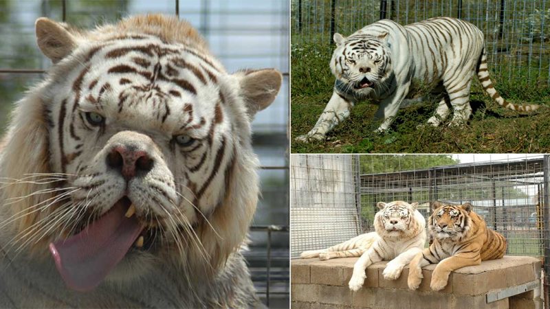 The Tragic Reality Behind Kenny, The Tiger With ‘Down Syndrome’