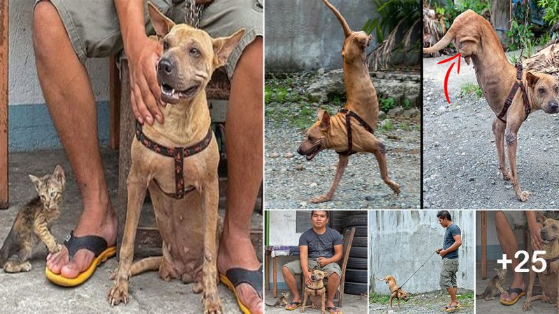 Front-Leg Balancing: The Heartwarming Story of a Disabled Dog and Her Caring Owner