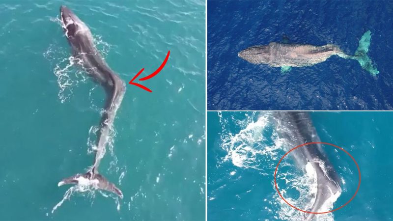 Whale with severe scoliosis seen struggling off coast of Spain