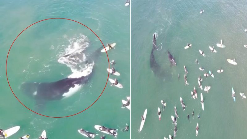 Terrifying moment surfers are attacked by a giant whale as it tries to protect its calf near a popular Sydney beach – after a diver reached out to touch the animal