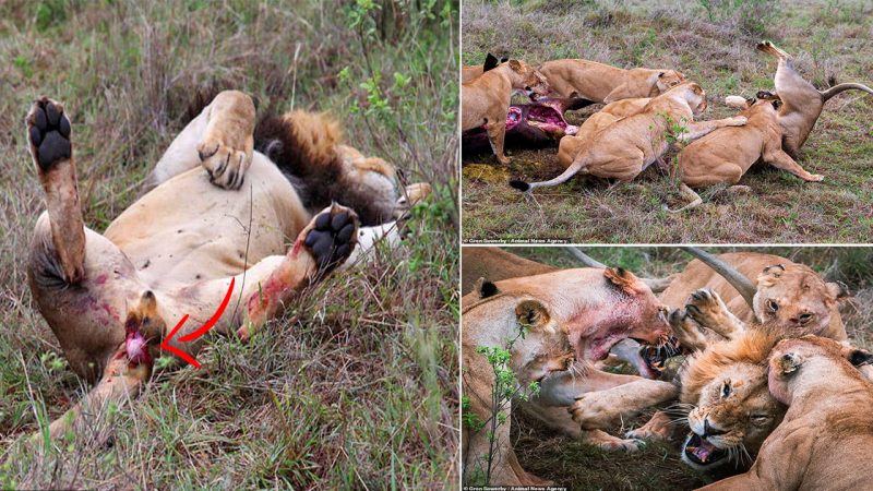 He won’t do that again! Lion loses a TESTICLE after lionesses attack him for trying to steal their food