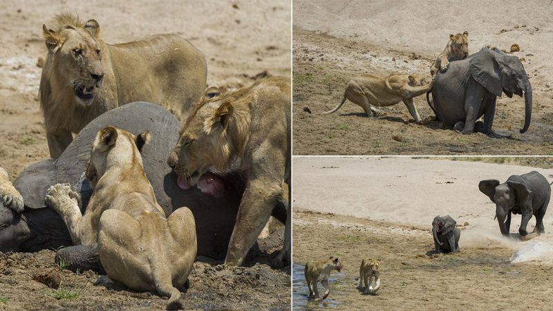 Heartbreaking Battle: Lions Overpower Herd of Elephants to Claim Vulnerable Calf