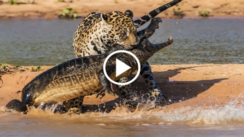 A Close-up of a Jaguar’s Stunning Tactic to Subdue a Crocodile