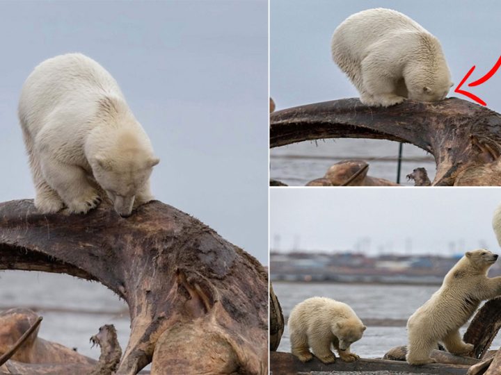 "Polar