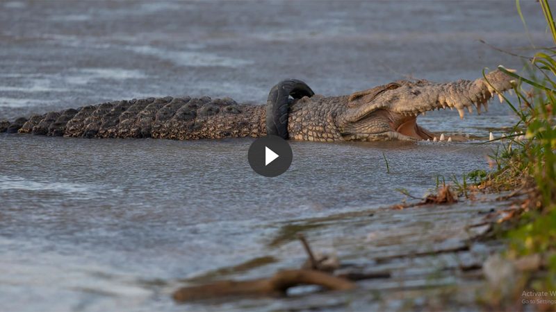 Wild crocodile finally freed from motorcycle tire that was stuck around its neck for 6 years