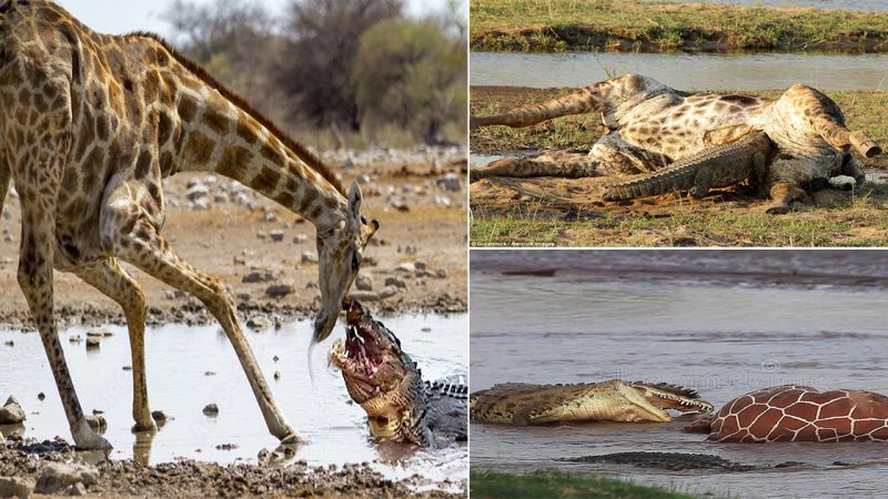 Crocodile Tum Glee Reptile Beats Rivals to Feast on Dead Giraffe