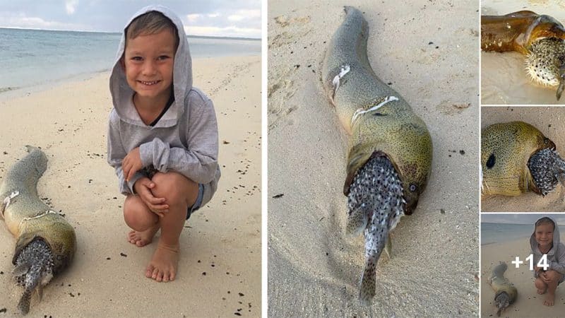 Eel Vs. Puffer Fish: Eel Dies After Swallowing Inflated Puffer Fish