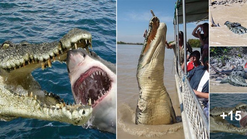 Giant crocodile swallows shark more than 3 meters long