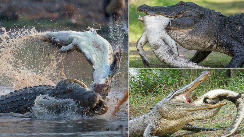 Giant alligator in the US chews on its own kind