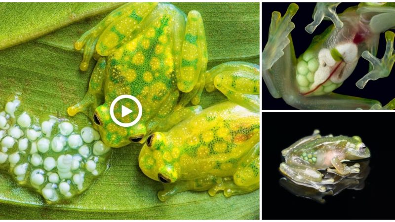 Glass frogs can see the beating heart, intestines, and stomach as they digest food