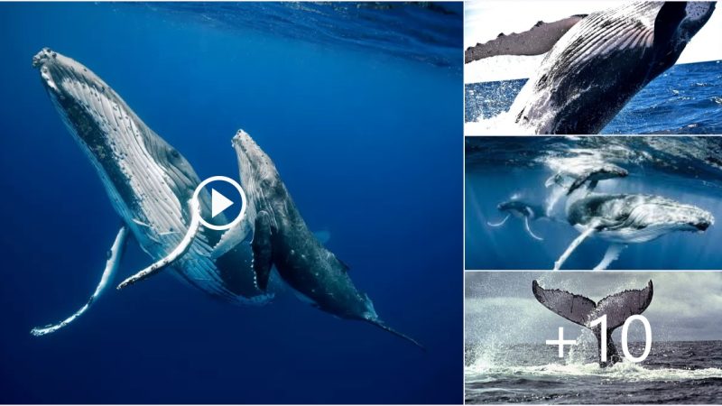 The Enchanting and Unique Performance of Humpback Whales