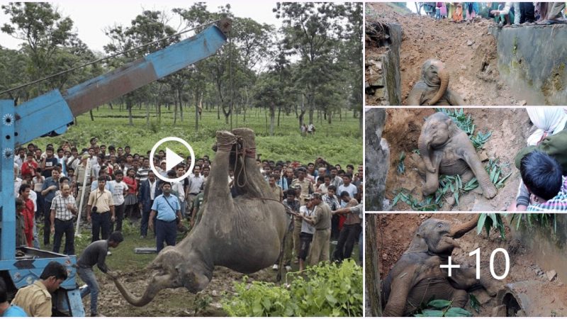 Heroic Efforts to Rescue a Baby Elephant Trapped in a Deep Drain