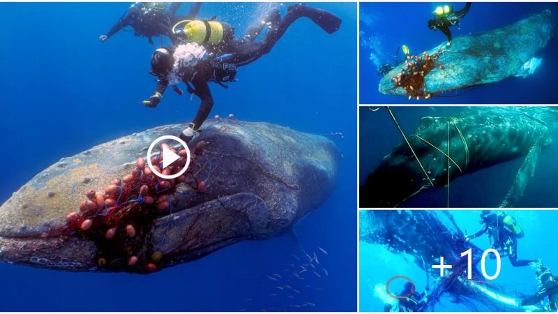 Dramatic underwater rescue of a 12 meter humpback whale caught in an illegal drift net off Balearic Island