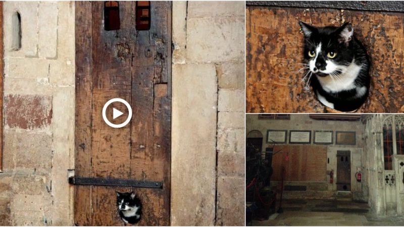 This 14th century door at Exeter Cathedral, UK, is thought to be the oldest existing cat flap.