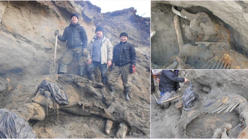 Young Boy Discovers Remarkable 30,000-Year-Old Mammoth Carcass, Unveiling a Piece of History