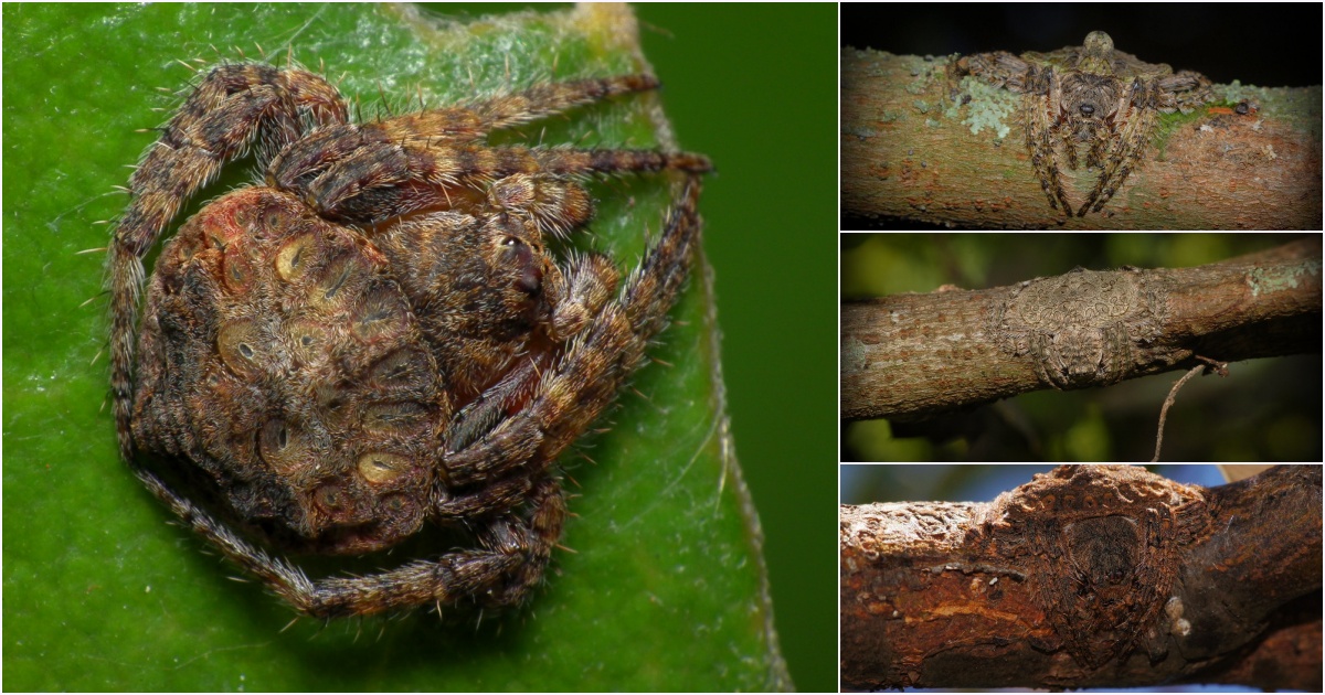 Wrap-Around Spiders: The Elusive Predators That Strike Unseen