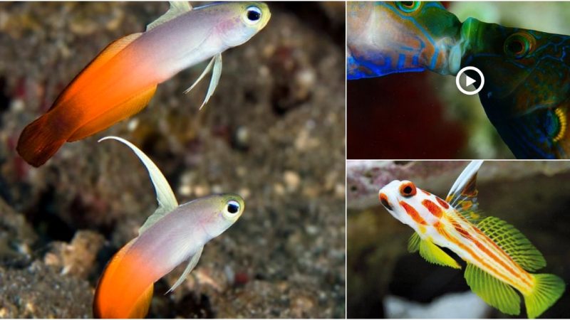 Blenny fish mating