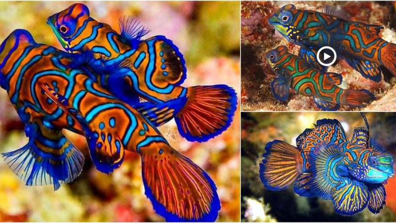 The Mandarin Fish: A Colorful Jewel of the Coral Reefs