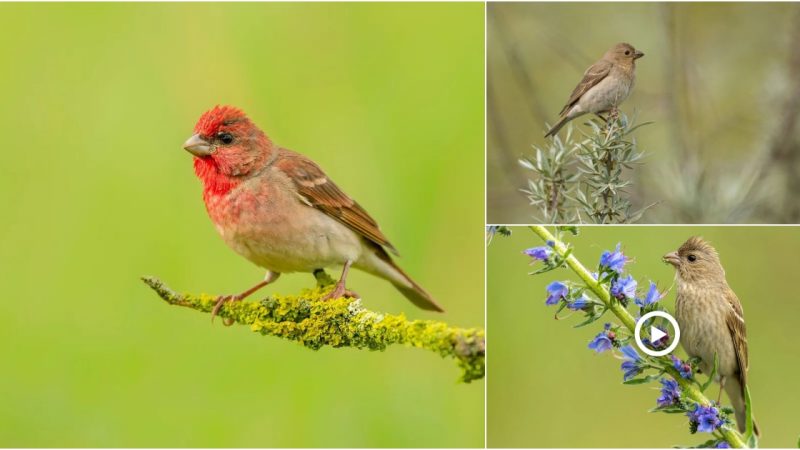 The striking and vibrant Common Rosefinch, a beauty of the bird world