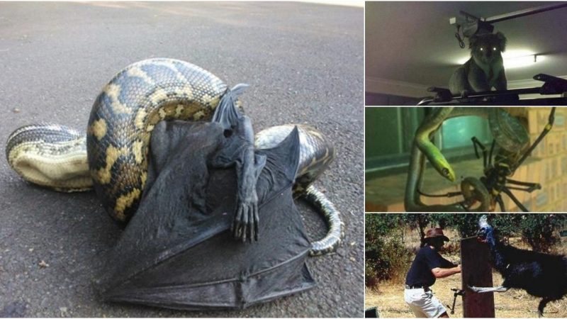 Creepy Things You’ll See In Australia