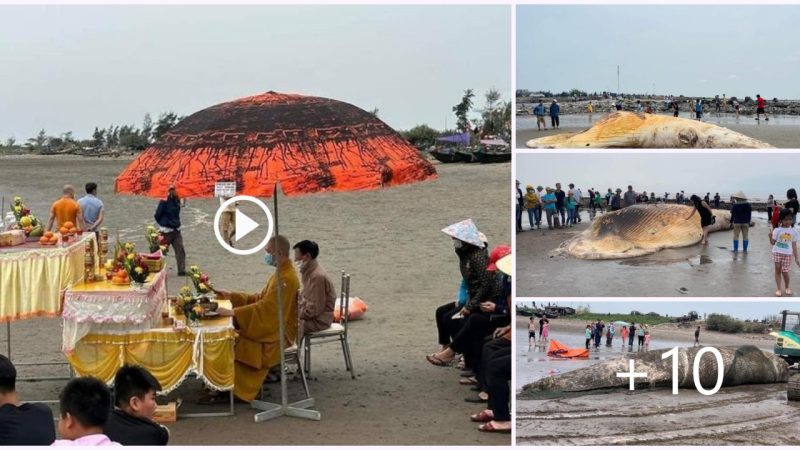 The massive mammal, estimated to weigh over 10 tons, was found stranded on the beach, much to the surprise of local residents.