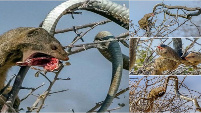 The snake climbs the tree to hunt, but accidentally falls under the rat’s teeth