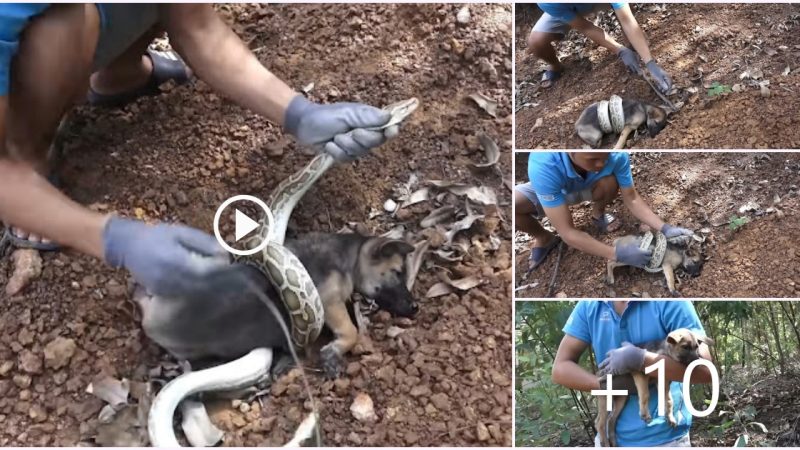 Helpless Dog Was Attacked By A Snake While Wailing For Help