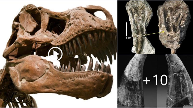 South Korean researchers say they have discovered the world’s largest carnivorous dinosaur tooth prints in the southeast of the country.