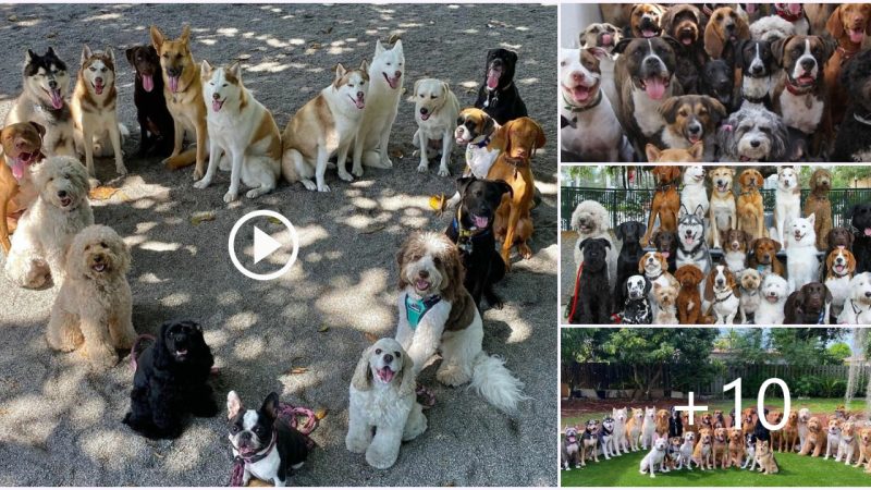 An Emotional Moment: Shelter Dogs Touch Hearts as They Form a Grateful Shape, Moving Millions